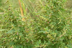 Indigofera mysorensis